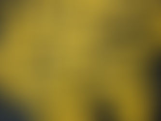 Sinhronicitete - rumeni dežniki in vrana, ki se kopa