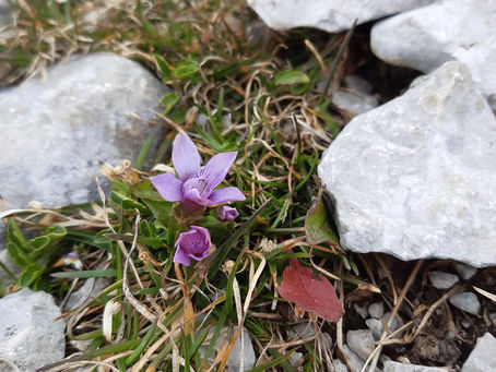 14-38 Encijan za pravilen pogled na svet