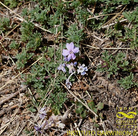 Glandularia radicata-FOZ-11325 (3).mid.j
