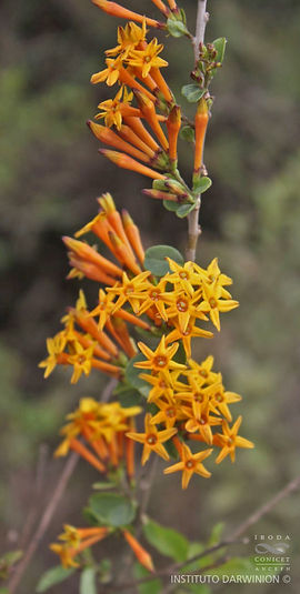 Cestrum parqui-FOZ-15372 (2).mid.jpg