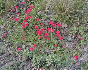 Glandularia peruviana Greppi 1174 (1).mi