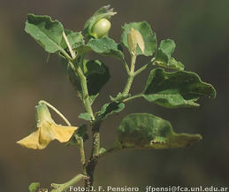 Physalis viscosa-Foto Pensiero (3).mid.j