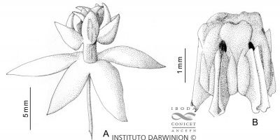 Asclepias curassevica(HI)_F ARG.mid.jpg