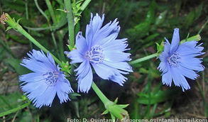 Cichorium intybus-Foto Quintana (2).mid.