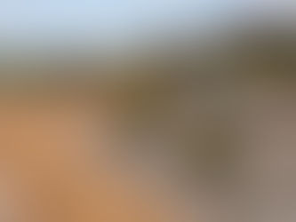 The Benefits of Using Native Plants in Prescott Landscaping