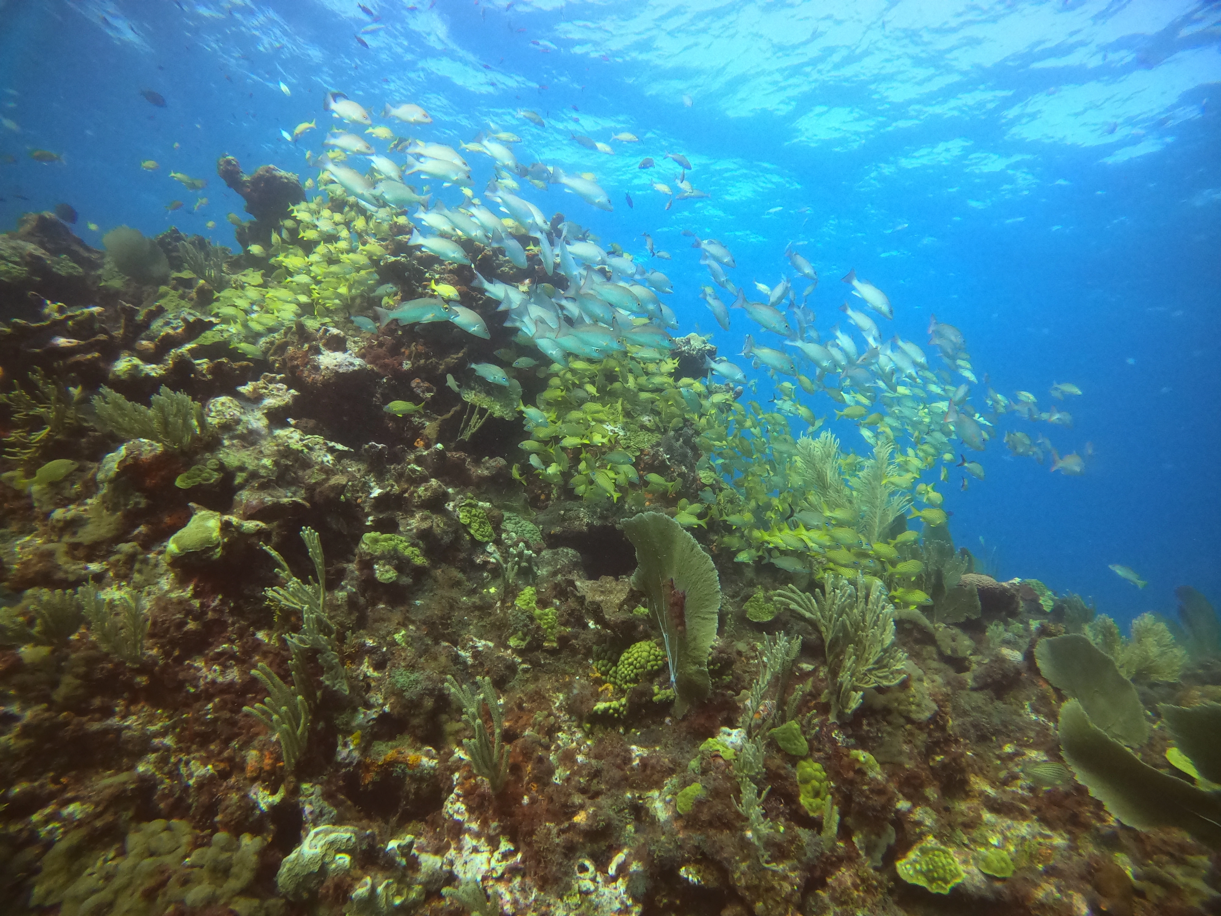 certifiedcancun.webp