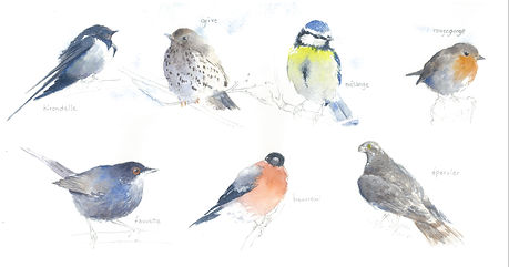 30. les 7 oiseaux.JPG