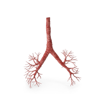 Respiratory System Trachea.G01.2k.png