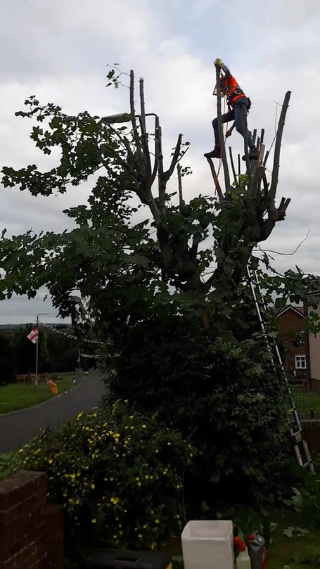 Wm Tree Gallery | WM Tree Surgery