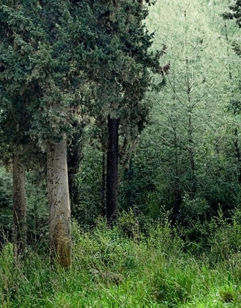 Tranquil forest_edited.jpg