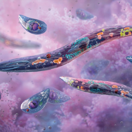 “Unique protein identified that stops malaria parasite growth”