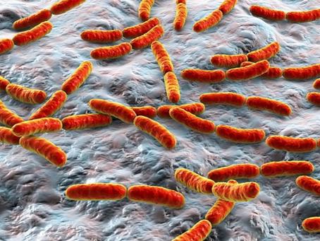 "Micróbios intestinais antecipam Parkinson anos antes dos primeiros sintomas"