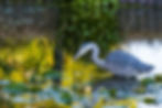 Nature - Gray heron hunting for breakfast-0185.jpg