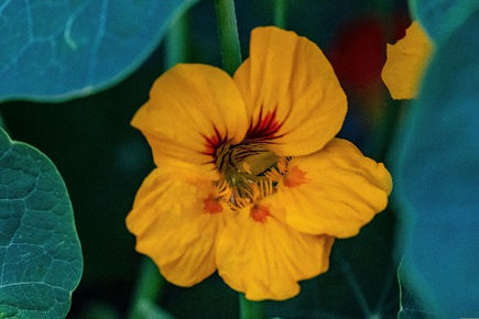 Are all Nasturtium Varieties Edible? Are Nasturtium Seeds & Flowers Edible?
