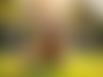 Crafting Memorable Professional Dog Photography