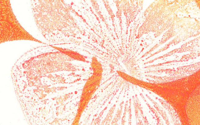 Oranges Kleeblatt