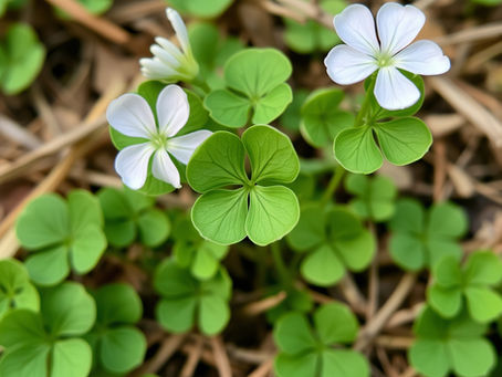 10 Free March Wordsearches - Graded to levels Easy, Medium, & Hard