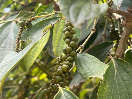 grains de poivre vert frais à la plantation de kampot