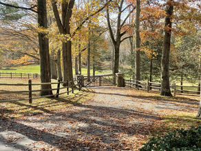 fall leaves in greenwich ct