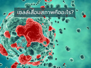 เซลล์เสื่อมสภาพ (Senescent cell) คืออะไร? . . . มีผลต่อการแก่ชราอย่างไร?