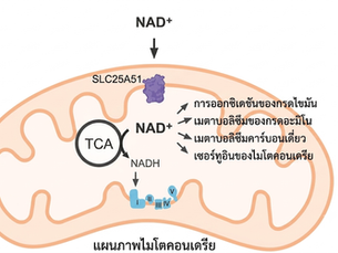 คุมอาหารแทบตาย แต่ทำไมอายุ 50+ แล้วยังอ้วนง่าย? เผยความลับระดับเซลล์ "ประตูส่ง NAD+" ที่ขาดหายเมื่อเราแก่ตัว