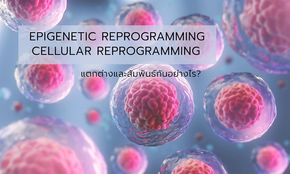 Epigenic Reprogramming EPIGENETIC REPROGRAMMING แตกต่างและสัมพันธ์กับ CELLULAR REPROGRAMMING ...