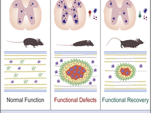 การฟื้นฟูไขสันหลังที่บาดเจ็บด้วยการกำจัดเซลล์ชรา โดยใช้สาร Senolytics