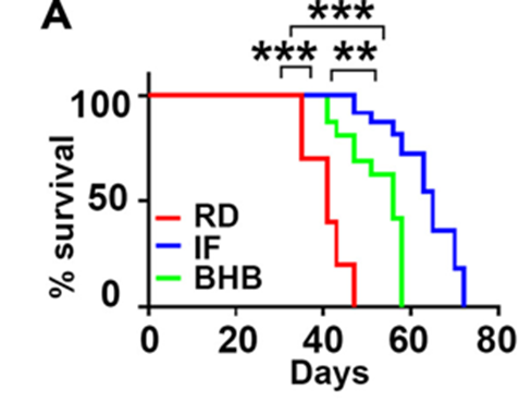 การฉีด BHB ในหนูที่เป็นเนื้องอกจะช่วยยืดอายุขัยที่เหลืออยู่