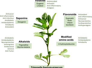 Fenugreek (ลูกซัด) ประโยชน์และสรรพคุณทางการแพทย์