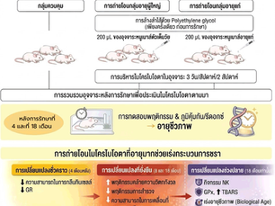 การปลูกถ่ายจุลินทรีย์ในลำไส้ (Microbiome) จาก "หนูแก่" ไปยัง "หนูตัวเต็มวัย" เร่งความชราและทำให้อายุขัยสั้นลง