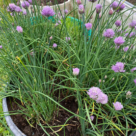 Chives.jpeg