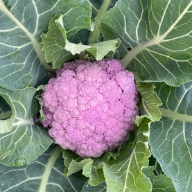 Purple cauliflower single.jpeg