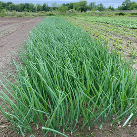 Green Onions.jpeg