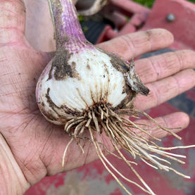 Garlic.jpeg