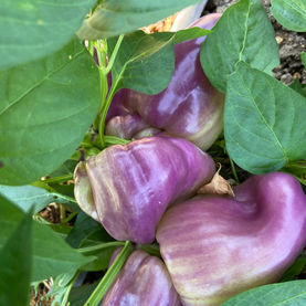 Bell Peppers .jpeg