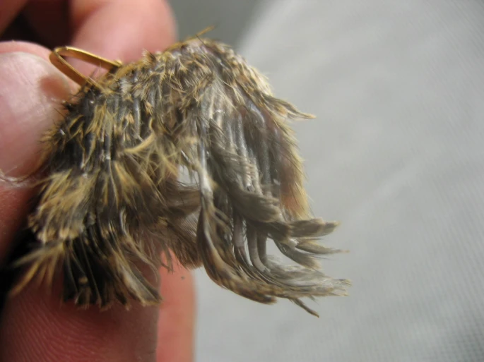 Curly feathers