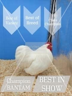 Best in Show-Clint Carter