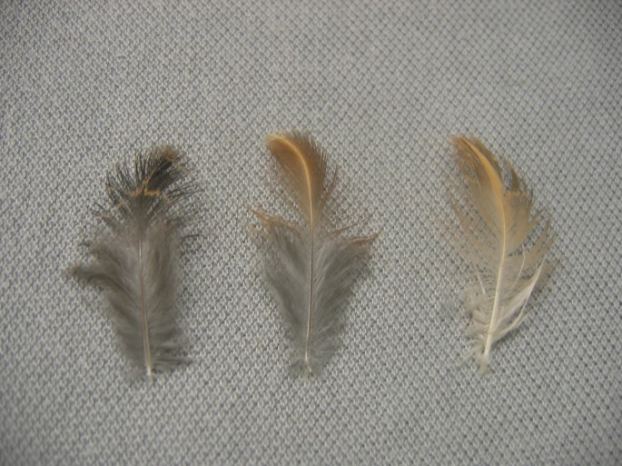 Rusty quail plumage
