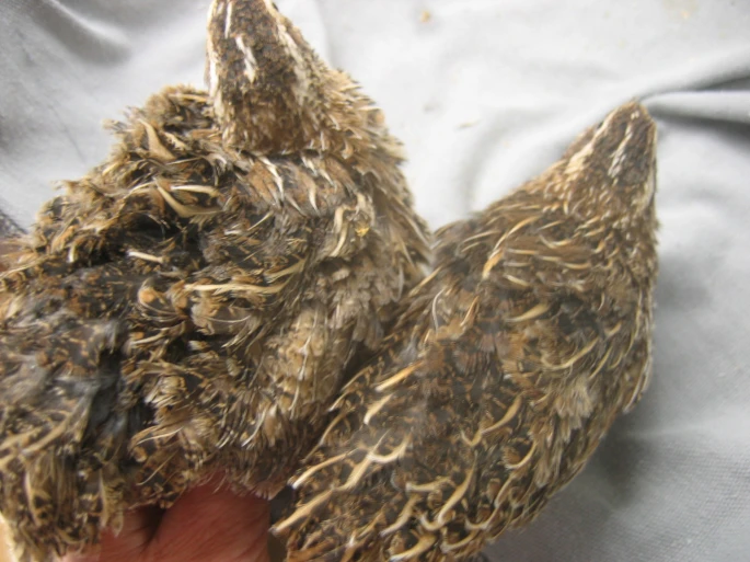 Curly (L) vs normal feathering (R)