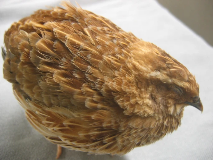 Rusty quail color