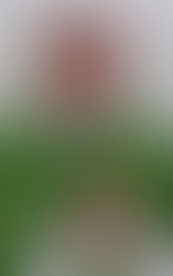 Diác. Eduardo Braúlio Wanderley Netto