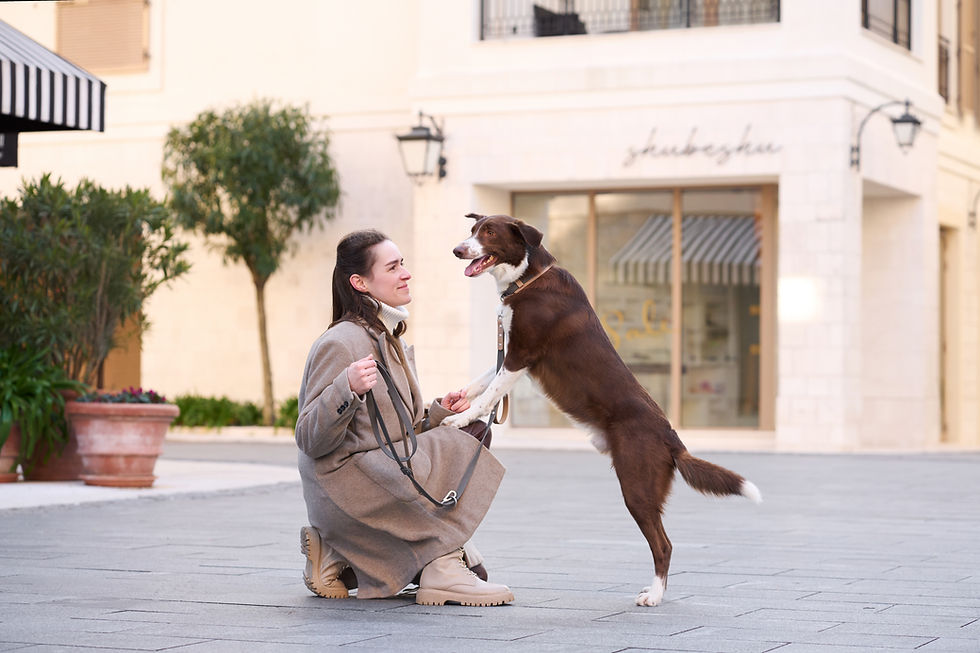 Stylish and innovative dog gear from PoPupJoys—crafted to bring joyful moments with your dog.