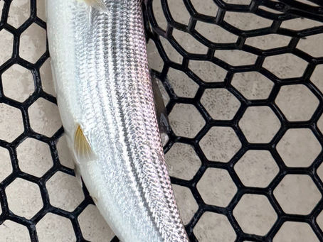 Bonefish