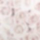 Pink%20Roses_edited.jpg
