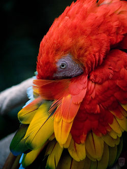 Scarlet Macaw
