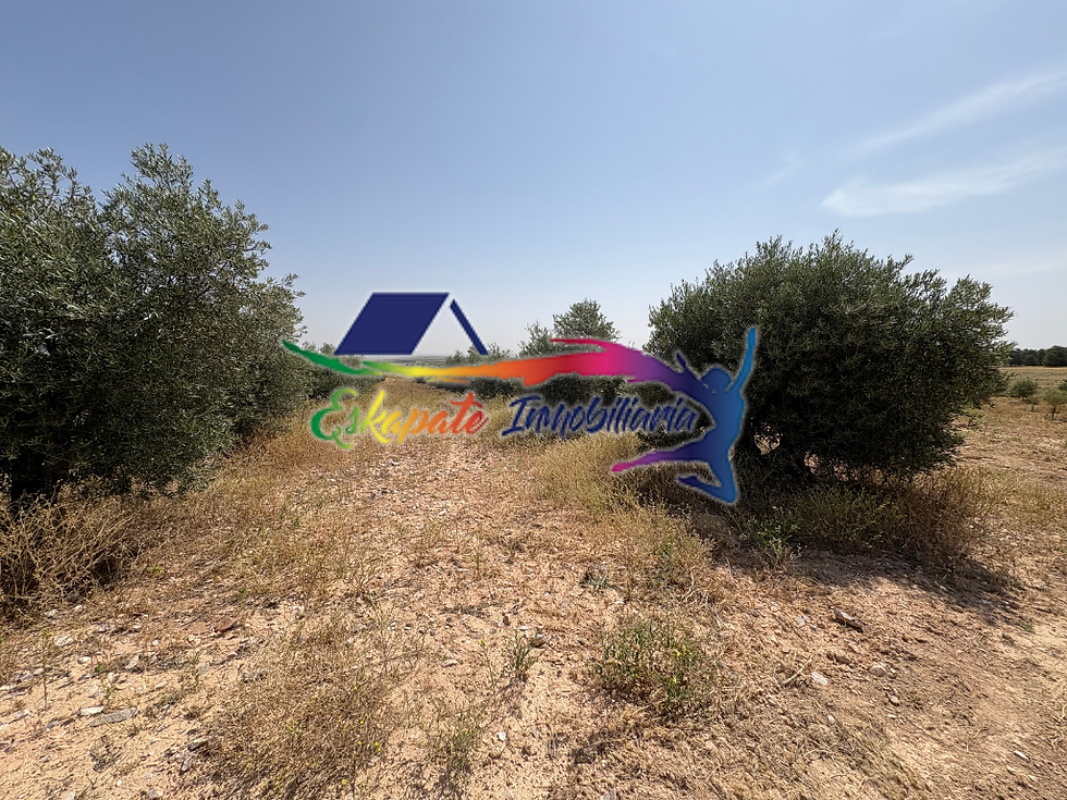Miniatura: Venta de olivar y terreno de secano en Villacañas (Toledo)