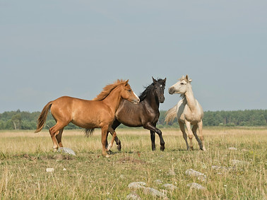 Equine Study Double Masked, Sham-Controlled