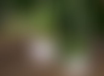 זוג עציצים מקרמיקה לעיצוב הבית והאווירה