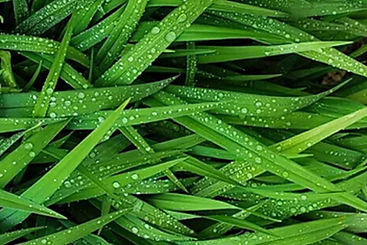 BIO-SAKURA | 高機能最先端樹脂 | 環境負荷軽減 | 生分解性材料 | 天然バイオマス