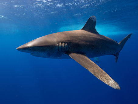 Love sharks during Shark Week? There are 51 other weeks they need your help.
